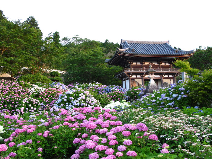 観音寺 あじさいまつり（2026）