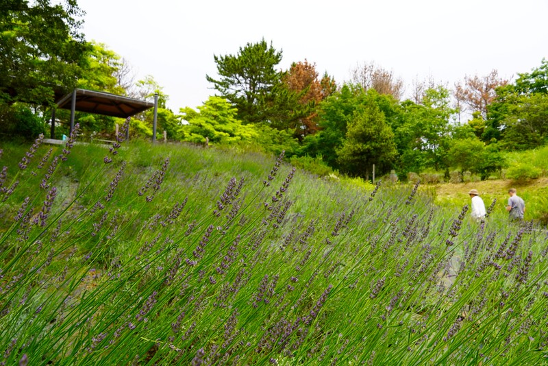 紫のラベンダーが香りの谷に広がる！国営ひたち海浜公園でラベンダーまつり開催
