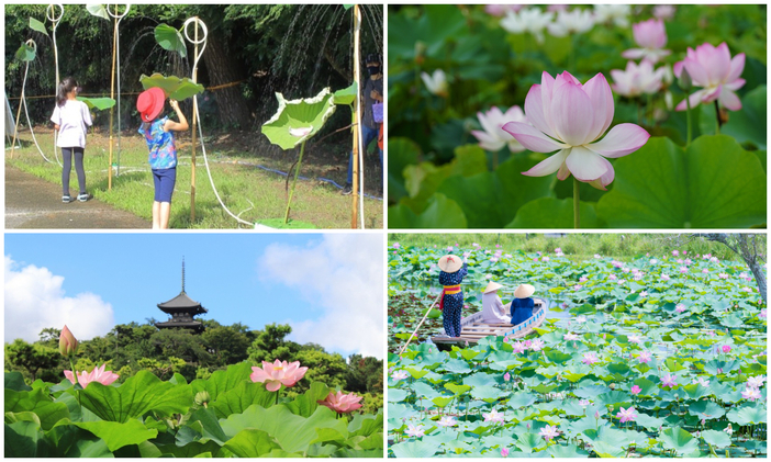 【2026関東】夏の朝だけの絶景！「早朝観蓮会＆蓮まつり」4選　早起きして舟巡りや象鼻杯を満喫