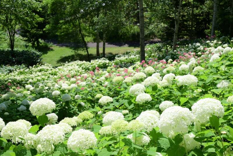 純白アジサイ「アナベル」約500株が丘一面に見頃！川遊びや虫探しも楽しめる国営滝野すずらん丘陵公園