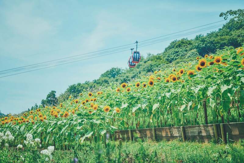 夏の絶景を楽しもう！神戸布引ハーブ園のひまわり畑が見ごろへ　昼は元気いっぱい、夕方は黄金色に輝く