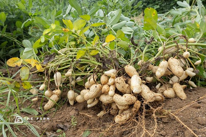 掘って、茹でて、食べる！落花生「おおまさり」を収穫できる宿泊プランが登場
