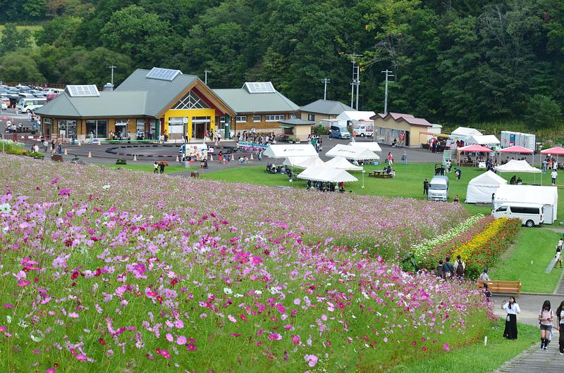 北海道遠軽町で開催！約1,000万本のコスモスが彩る秋のイベント「太陽の丘コスモスフェスタ2026」開催情報