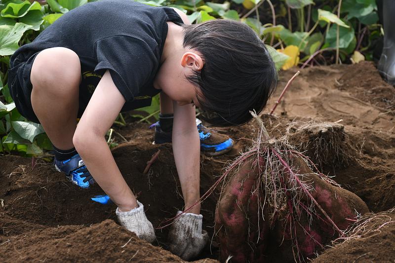 世界農業遺産「武蔵野の落ち葉堆肥農法」で育てたさつまいもを掘れる