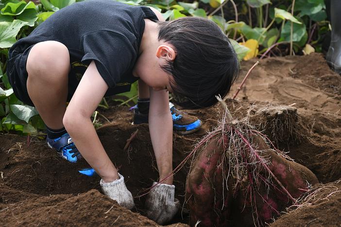 第13回世界農業遺産いも掘りまつり（2026年）