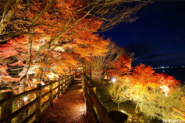 山中湖 夕焼けの渚 紅葉まつり（2026年）