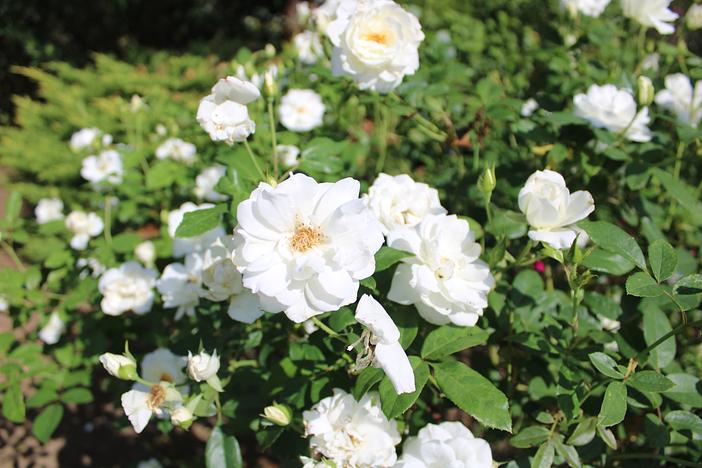 秋の三芳町を満喫！栗拾い・バラ園・芋掘り日帰りツアー