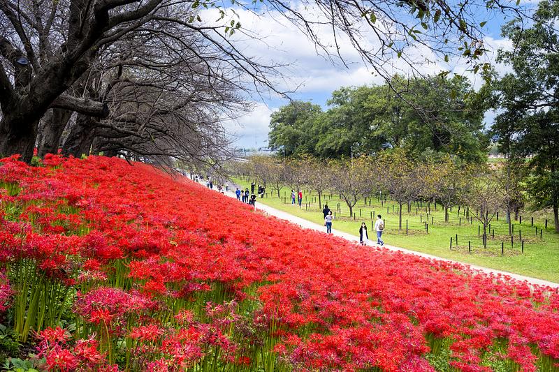 【2026関東】入園＆観賞無料で楽しめる「彼岸花名所」18選 気軽に行けるスポット厳選＆おまつり紹介も