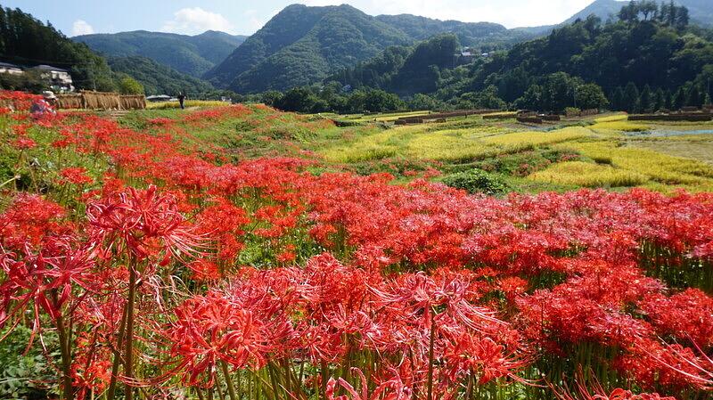 埼玉県横瀬町  寺坂棚田彼岸花2026開花情報（2026/9/15更新）