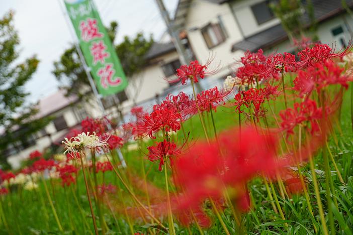 第19回小出川彼岸花まつり（2026年）