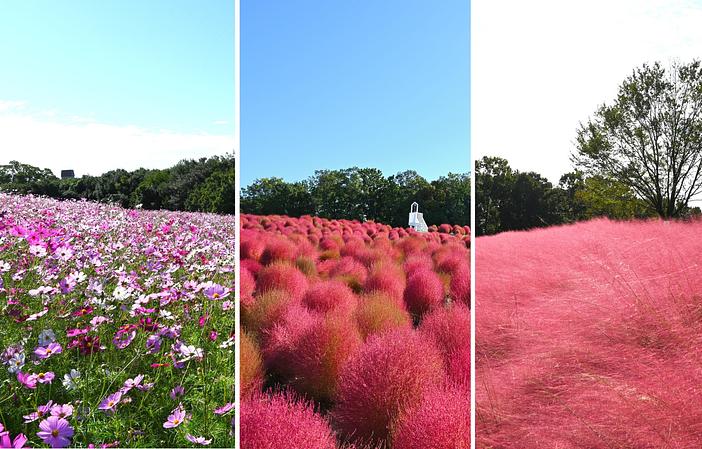 万博記念公園 コスモス・コキアフェスタ2026