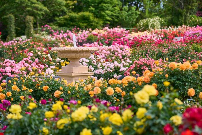 【2026最新】関東でまもなく見頃！秋バラが絶景のバラ園・名所と穴場17選　春バラとの違い＆イベントも