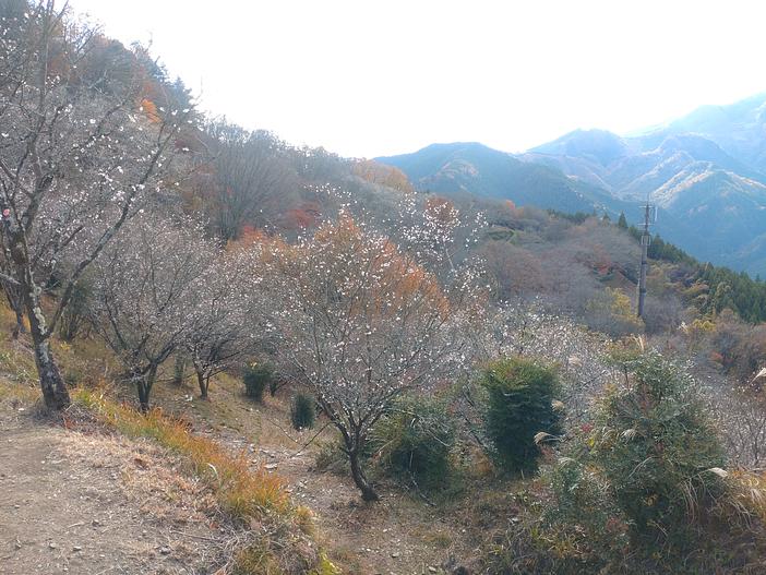 桜山まつり（2026年）
