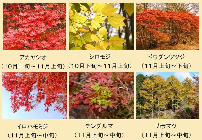六甲高山植物園「夜間延長営業」