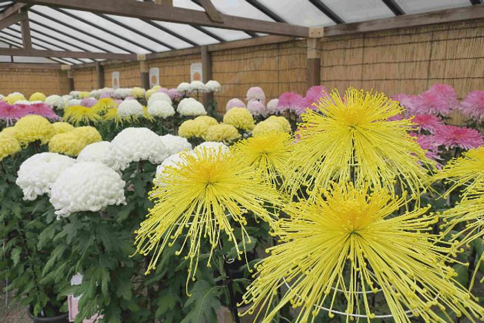 【2026最新】関東近郊のおすすめ「菊まつり」11選！　菊人形の展示や夜間ライトアップも