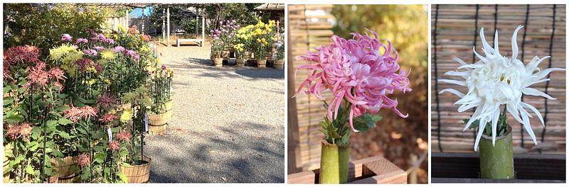 江戸時代から育まれた菊の美しさを、園内ガイドや育て方教室で親子で学べます。