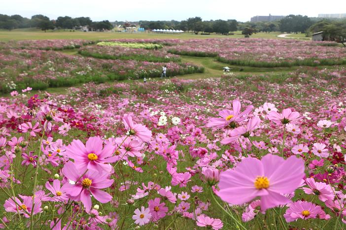 「国営海の中道海浜公園」花の丘のコスモスが見頃