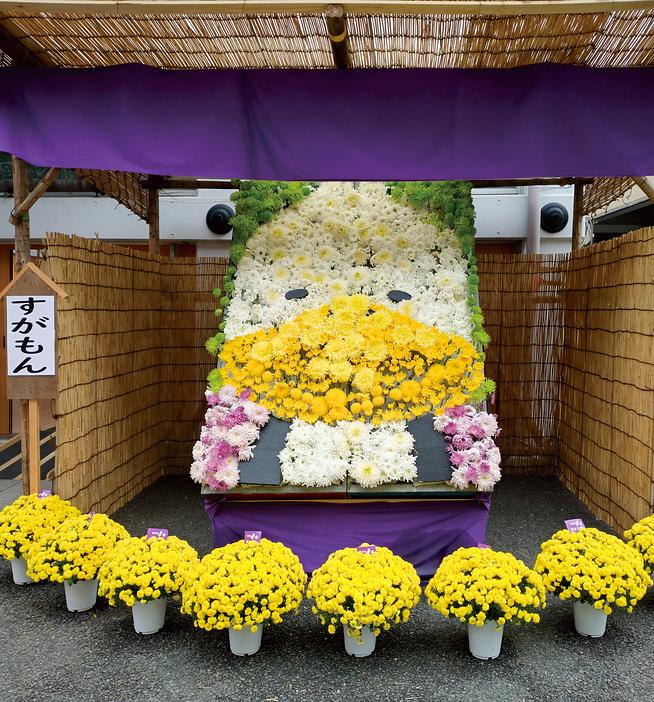 【2026最新】11月の風物詩「東京の菊まつり」5選！菊人形・茶店・コンサートを親子で満喫