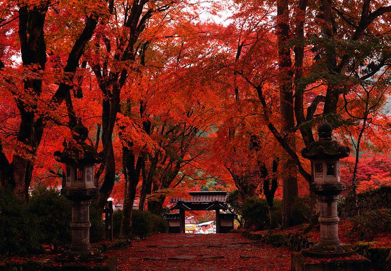【兵庫・丹波】古刹12ヶ寺の紅葉をめぐる「愛しませ丹波 もみじめぐり」2026年11月開催