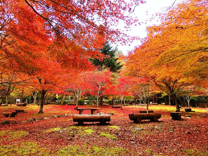 【2026】東海の自治体・観光協会担当者の「推し紅葉スポット」36選　見頃・イベント・周辺スポット情報も