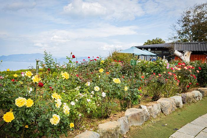 レインボーライン山頂公園　秋のローズフェア（2026年）