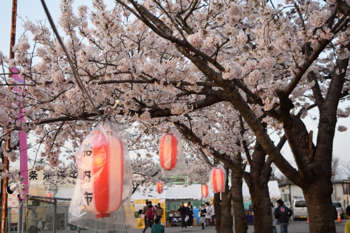 2026.2.25桜花大福珠　新潟産上質彩 large_DSC_0442.JPG