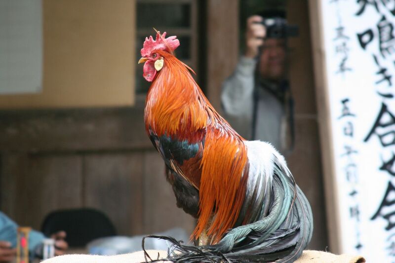 長鳴鶏の鳴き合わせ会（2024年） | 鶏の鳴き声の長さや美しさを競う 彌