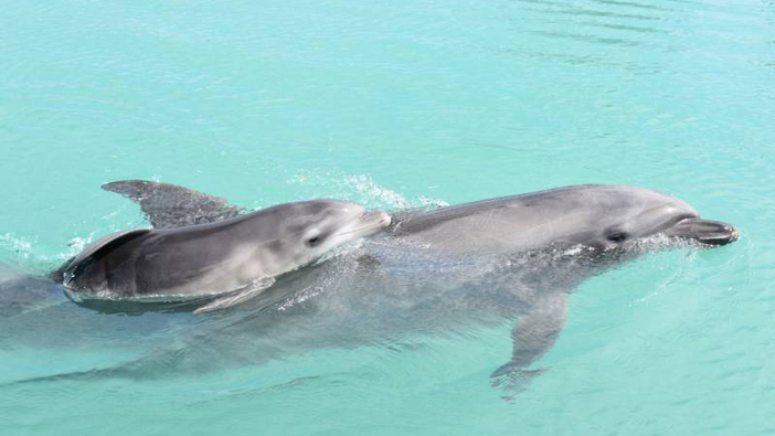 沖縄県もとぶ元気村に新しい仲間 イルカの赤ちゃん「スラ」が誕生