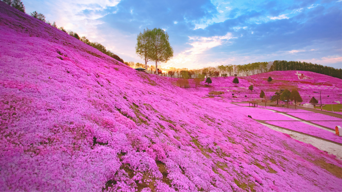 東芝ピンク色/大容量750GB/オフィス/動画編集/テレワーク/USB3.0 東芝