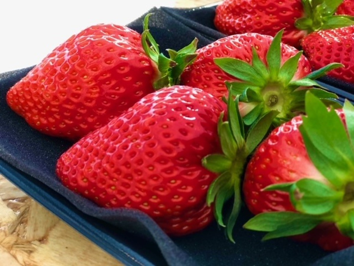 いちご狩りの穴場・川崎市多摩区へ 新鮮いちごを使った注目スイーツも