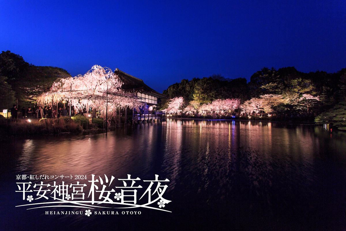 平安神宮 桜音夜（さくらおとよ）～紅しだれコンサート2024～ | 平安