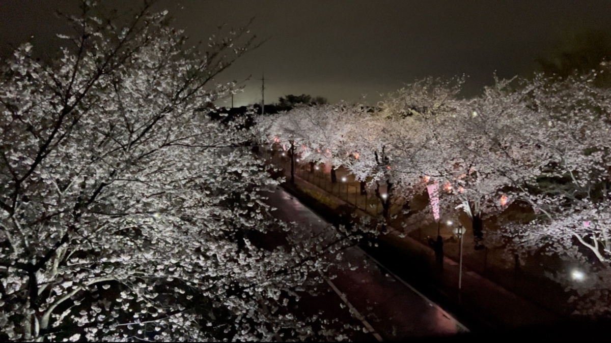 第15回第一三共なかさと公園桜まつり（2025年） | ライトアップや桜