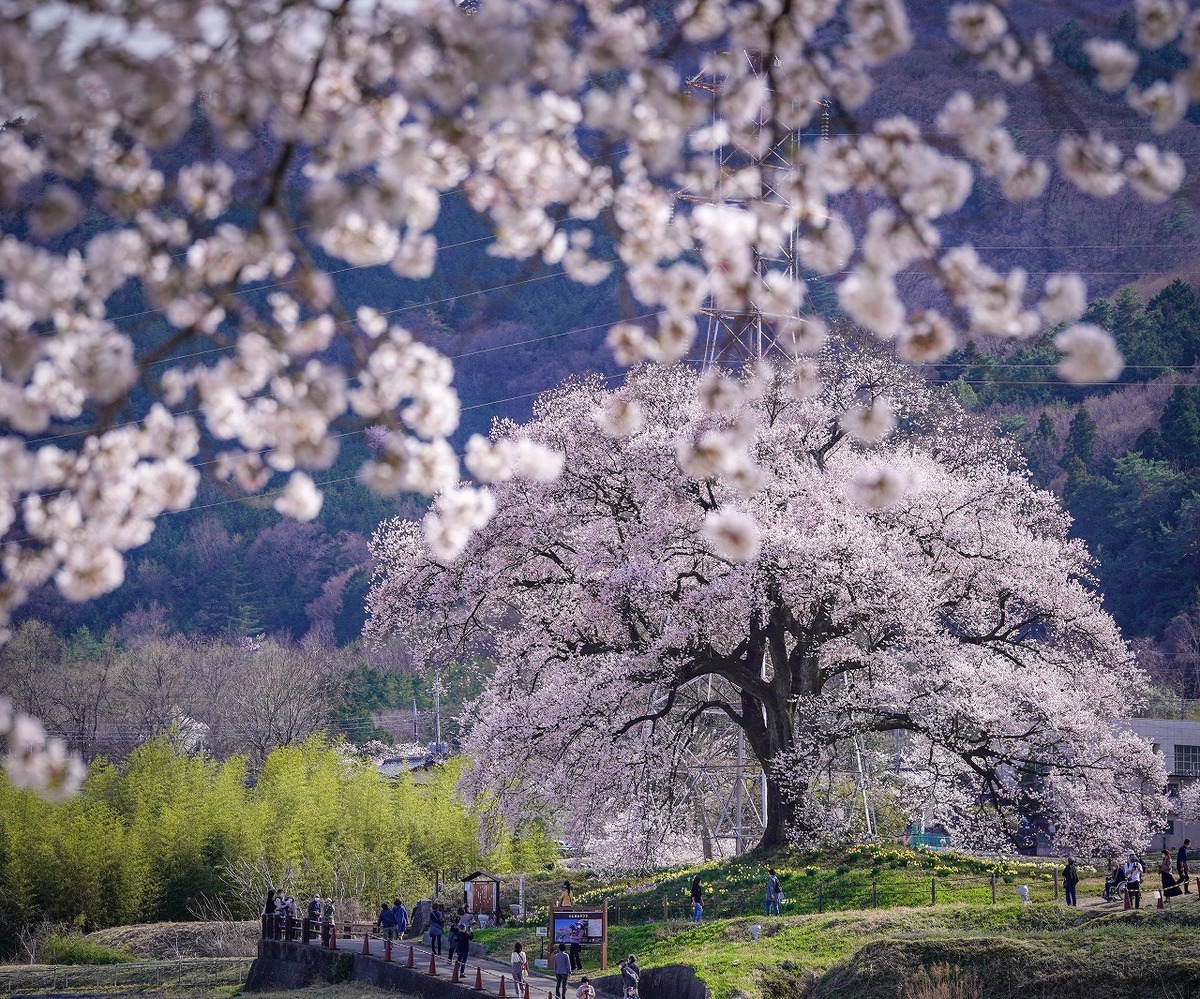 桜花 prw_PI1im_NIYVpjY8.jpg.webp