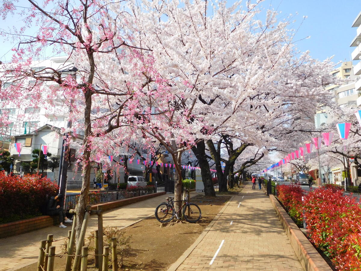 【中古】 からんどりえ/文芸社/秋野桜 楽天市場】家庭樹・新苗落葉高木 桜 ( サクラ ) 紅吉野桜 4.5号