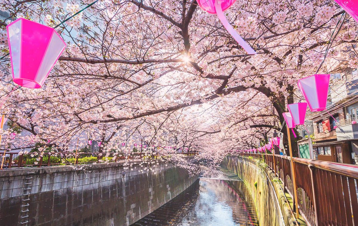 目黒・品川】桜お花見 おすすめ・穴場スポット7選！2025 | いこ