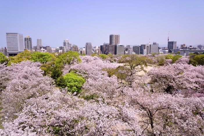 題名は「お花見」です。サイズ94cm×83cm、額は付いています 題名は「お花見」です。サイズ94cm×83cm、額は付いています 853.jpg