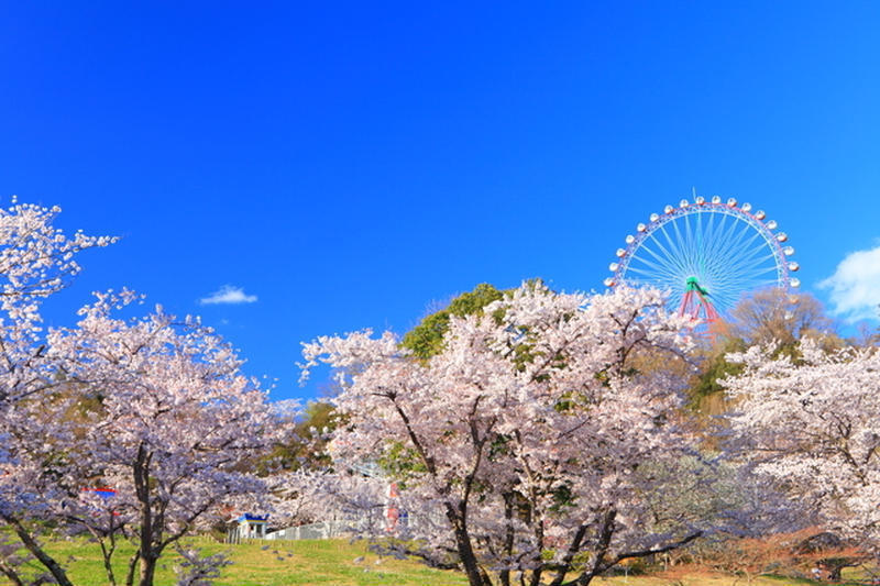 相模原・町田】桜お花見おすすめ・穴場スポット13選！2025 | いこーよ