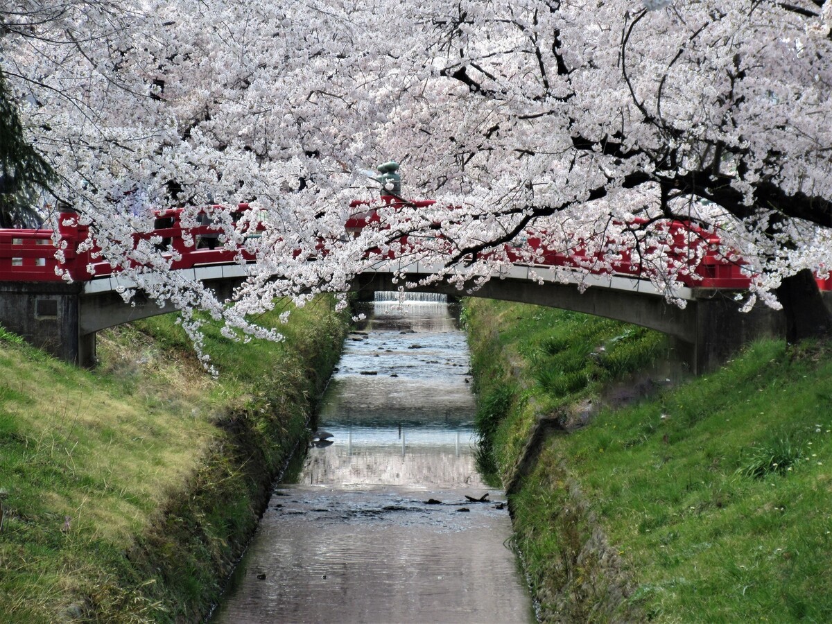 熊谷・深谷周辺】桜お花見おすすめ・穴場スポット6選！2025 | いこーよ