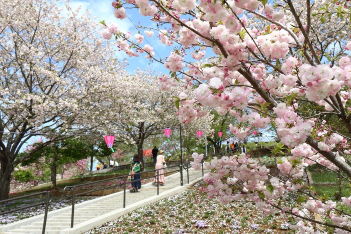 静峰ふるさと公園「八重桜まつり」（2024年） | 多彩な品種の八重桜を