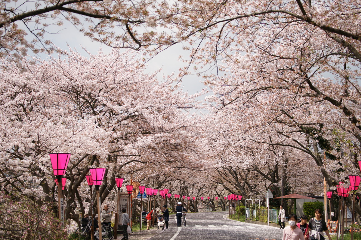 第47回金比羅山・瀬戸川桜まつり（2025年） | 東海最大級！2㎞続く桜