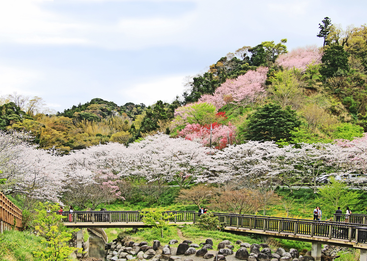 佐久間ダム公園 | 美しい眺望と季節の花を満喫！ 鋸南町・佐久間ダム