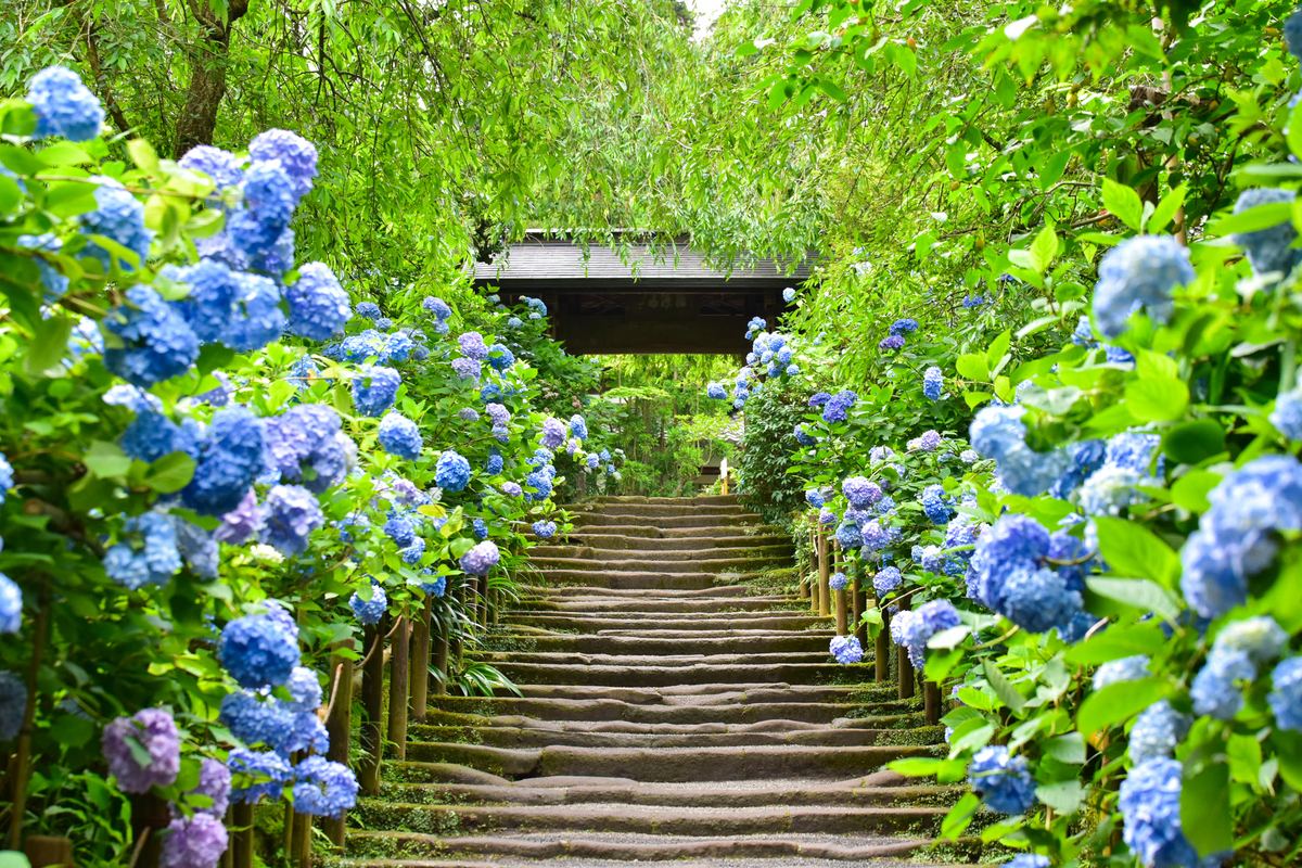 紫陽花 見頃 鎌倉