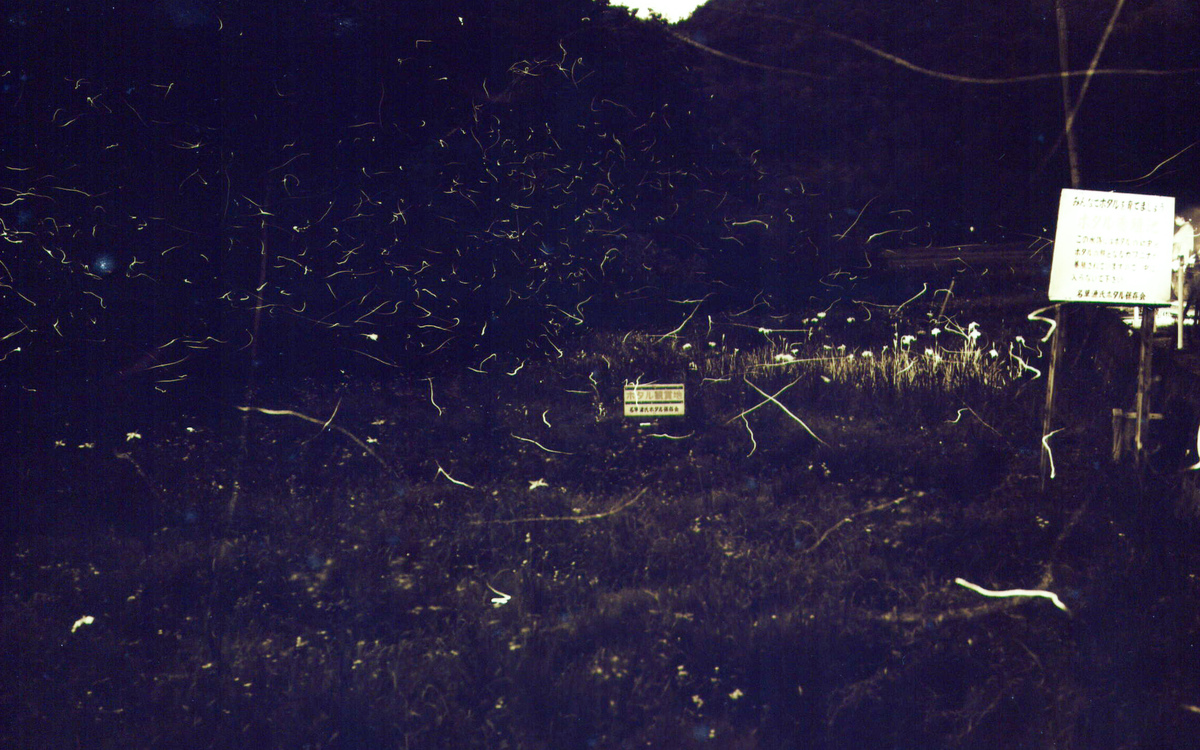 第36回名草ホタル祭り | 足利市名草地区で「名草ホタル祭り」 2024年の