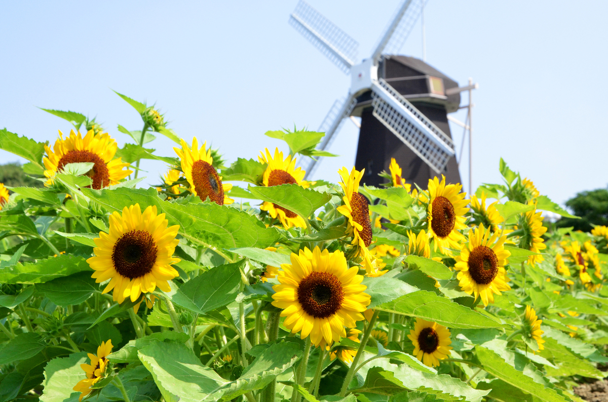 絶景！関西の人気ひまわり畑5選 夏休みにおすすめ＆見頃も紹介2024