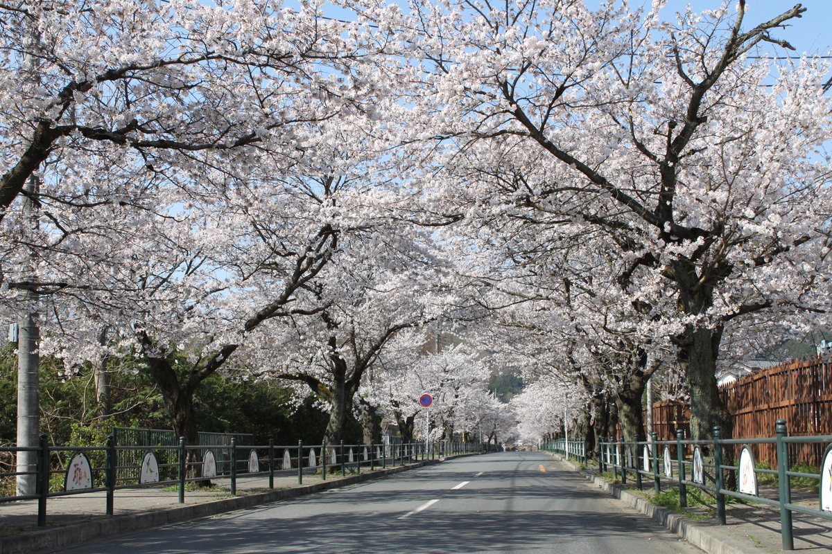 北桜通り | ロマンチックな春を堪能しよう！ 約400本もの桜が迎える長瀞の玄関 | 埼玉県秩父郡長瀞町 | いこーよとりっぷ