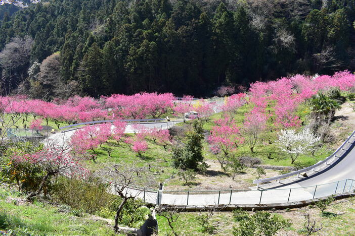 大内沢 花桃の郷 | 花桃を中心に約5000本の花木に彩られる山里 | 埼玉