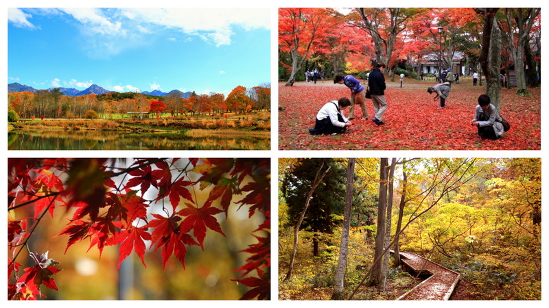 紅葉様ご確認ページ normal_甲信越まとめTOP.jpg