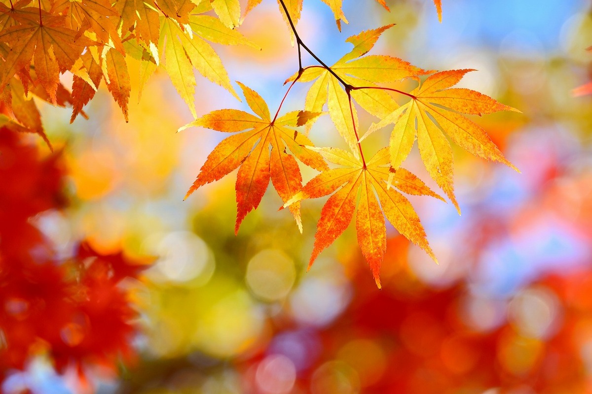 large_pixta_84787772_M.jpg