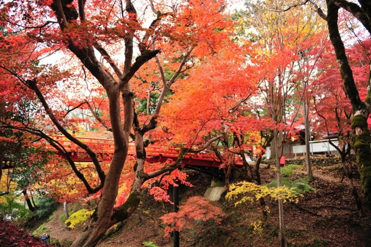 【一点もの】ゆるです☆紅葉のお祭り 関西】秋の日帰り旅行に！ 11月9日・10日開催の「紅葉まつり」5選