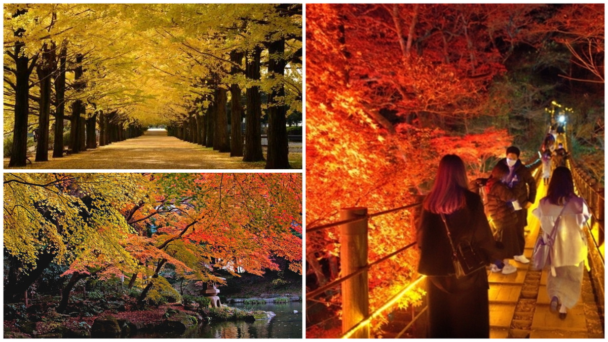 large_FotoJet_-_2024-11-